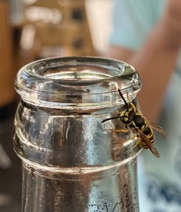 Vespula germanica