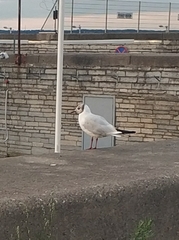 Chroicocephalus ridibundus