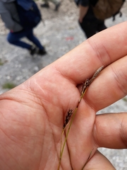 Carex sempervirens
