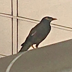 Acridotheres tristis tristis