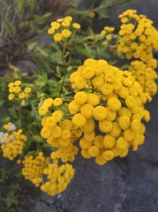 Tanacetum vulgare