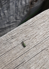 Chrysanthia geniculata