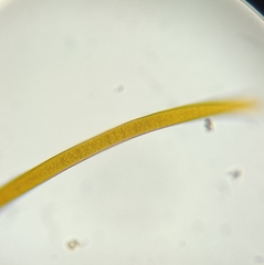 Tolypothrix lanata
