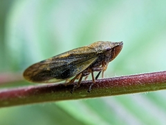 Omalophora pectoralis