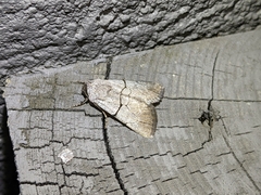 Sympistis greyi