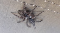 Thelechoris striatipes