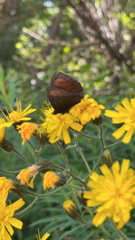 Erebia euryale