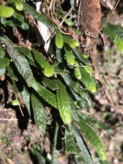 Grammitis stenophylla