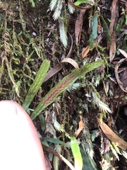 Grammitis stenophylla