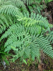 Hypolepis glandulifera