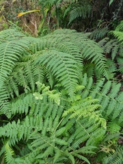 Hypolepis glandulifera