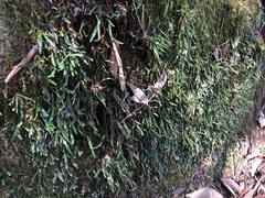 Grammitis stenophylla