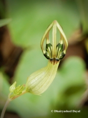 Ceropegia noorjahaniae