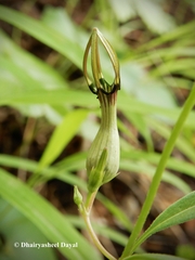Ceropegia noorjahaniae