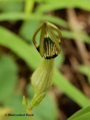 Ceropegia noorjahaniae
