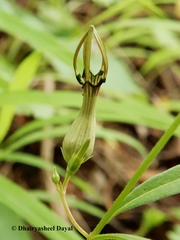 Ceropegia noorjahaniae
