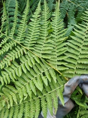 Hypolepis glandulifera