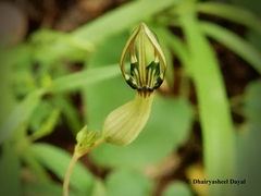 Ceropegia noorjahaniae