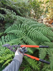 Hypolepis glandulifera