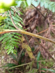 Hypolepis glandulifera
