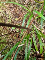 Hypolepis glandulifera