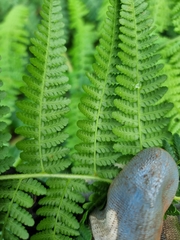 Hypolepis glandulifera