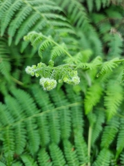 Hypolepis glandulifera