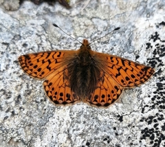 Boloria pales