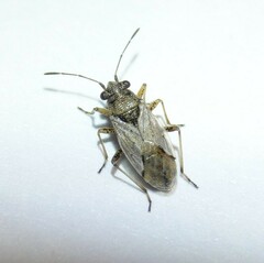 Nysius ericae