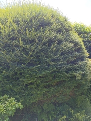 Ligustrum delavayanum