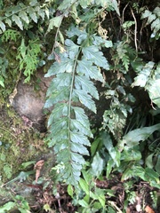 Asplenium cuneatiforme