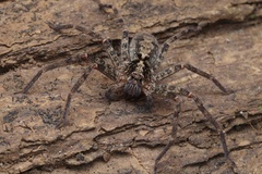 Heteropodinae