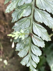Asplenium cuneatiforme