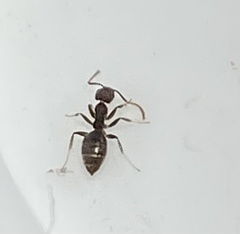 Technomyrmex difficilis