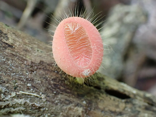 Bristly Tropical Cup (Cookeina tricholoma)