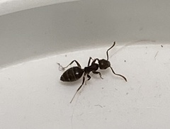 Technomyrmex difficilis