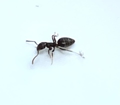 Technomyrmex difficilis