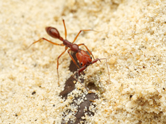 Odontomachus malignus