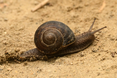 Helix lucorum