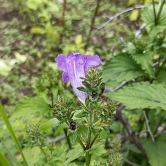 Strobilanthes rankanensis