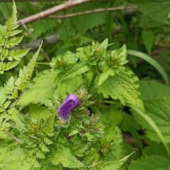 Strobilanthes rankanensis