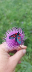 Zygaena viciae