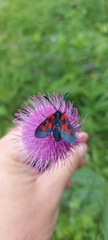 Zygaena viciae
