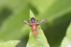 Tritoxa