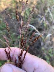 Sorghum nitidum