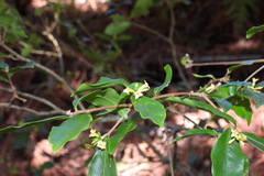 Daphne arisanensis
