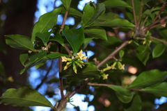 Daphne arisanensis