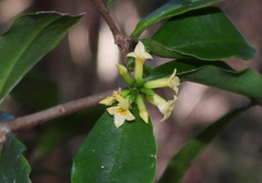 Daphne arisanensis