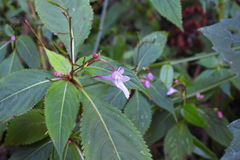 Impatiens devolii