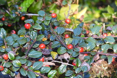 Cotoneaster rosiflorus